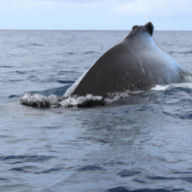 Sternschanze Schulterblatt